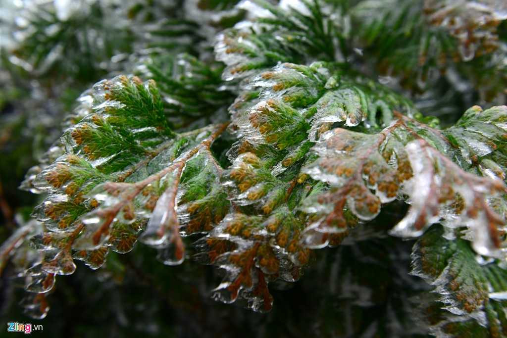 Chạm tay vào, băng chỉ chảy nước nhẹ, không dễ bị rụng.