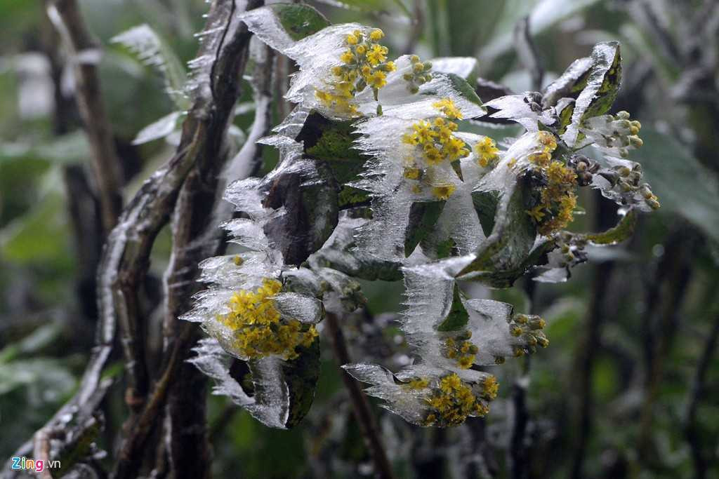 Trắng xoá cả một mảng sườn núi