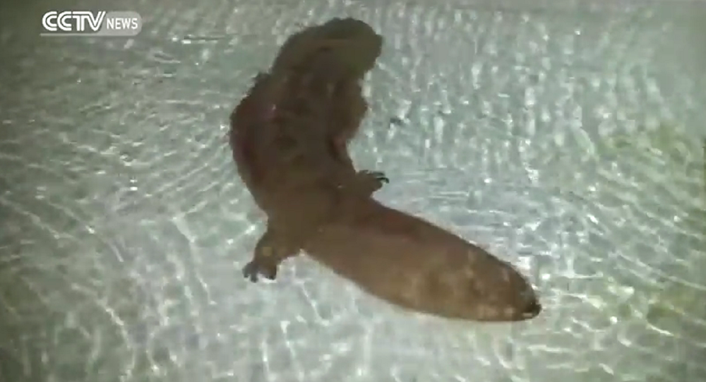 Thân hình của loài lưỡng cư kỳ dị