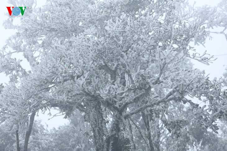 Đêm 16/12, khi nhiệt độ giảm xuống từ 0-1 độ C, băng giá đã xuất hiện tại đèo Ô Quy Hồ, thị trấn Sapa, tỉnh Lào Cai (độ cao 2.000 m so với mực nước biển). 