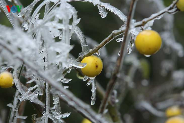 Băng giá phủ trắng Sapa, du khách thích thú chụp ảnh giữa giá rét