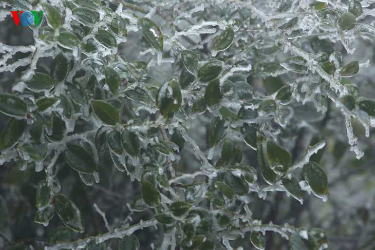 Băng giá phủ trắng Sapa, du khách thích thú chụp ảnh giữa giá rét