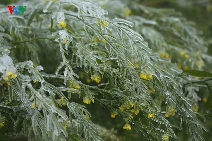 Băng giá phủ trắng Sapa, du khách thích thú chụp ảnh giữa giá rét