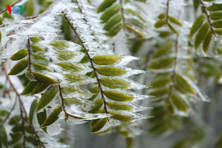 Lá cây phủ kín băng. 