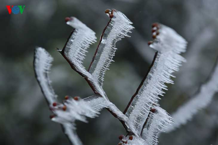 Băng giá phủ trắng Sapa, du khách thích thú chụp ảnh giữa giá rét
