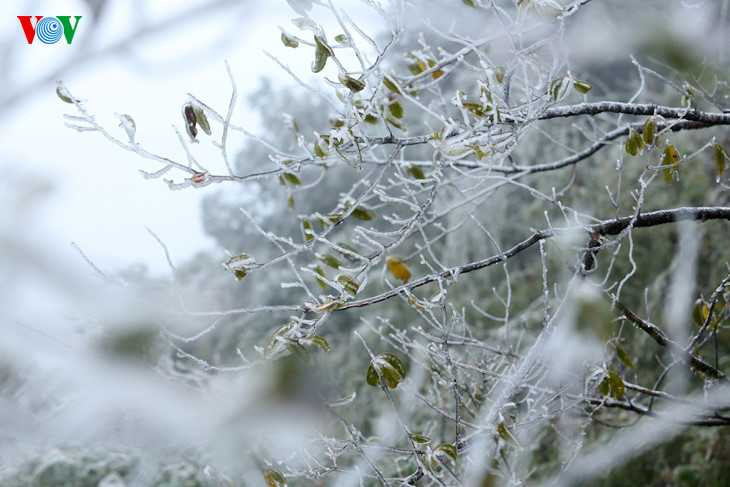 Băng giá phủ trắng Sapa, du khách thích thú chụp ảnh giữa giá rét