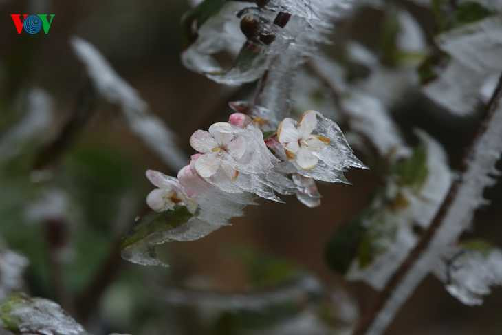 Theo Trung tâm Khí tượng Thủy văn Lào Cai, nhiệt độ tại Sa Pa sẽ vẫn duy trì ở mức thấp trong vài ngày tới. 