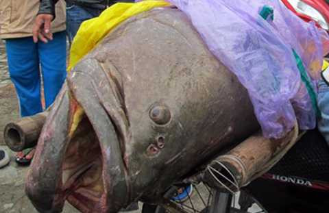 Ngư dân Đà Nẵng, bắt được cá khủng, cá mú khủng, cá mú nặng 70kg, gần bờ