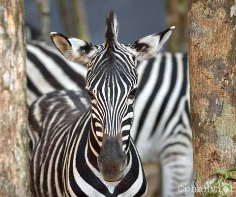 Vinpearl Safari quy tụ nhiều bộ sưu tập động vật quý hiếm, trong đó có hơn 100 cá thể ngựa vằn châu Phi Vinpearl Safari quy tụ nhiều bộ sưu tập động vật quý hiếm, trong đó có hơn 100 cá thể ngựa vằn châu Phi