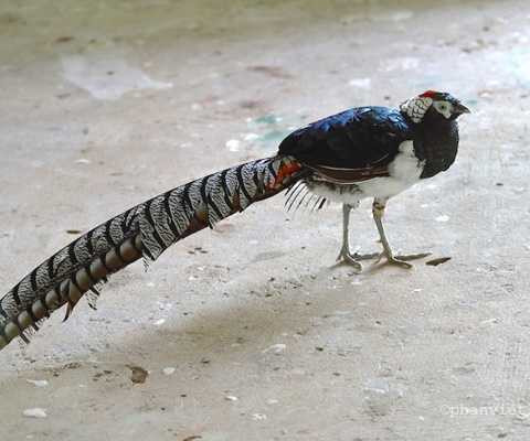 Trĩ hoàng đế Trĩ hoàng đế