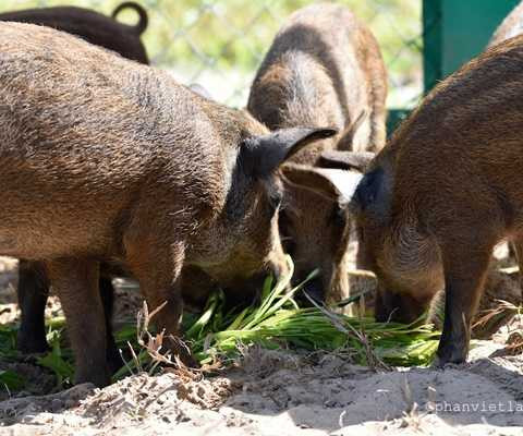 Lơn rừng Lơn rừng