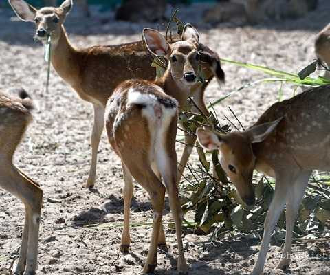 Hươu sao Hươu sao