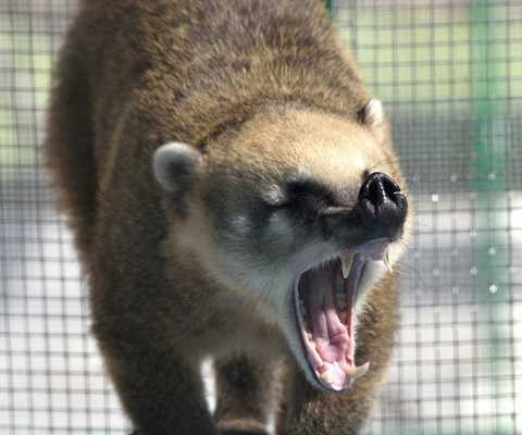 Gấu mèo Gấu mèo