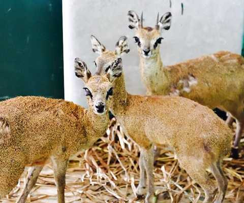 Linh dương xanh được chăm sóc tại khu chuồng cách ly Linh dương xanh được chăm sóc tại khu chuồng cách ly