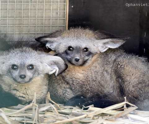 Cáo tai dơi được đưa về khu vực chăm sóc đặc biệt để làm quen với môi trường mới. Cáo tai dơi được đưa về khu vực chăm sóc đặc biệt để làm quen với môi trường mới.