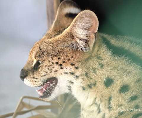 Mèo đốm châu Phi Mèo đốm châu Phi