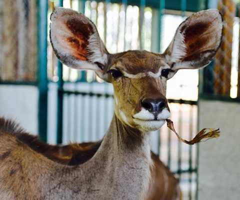 Linh dương sừng xoắn Linh dương sừng xoắn