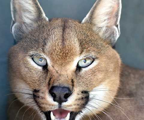 Linh miêu Linh miêu