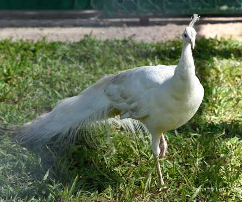 Công trắng Công trắng