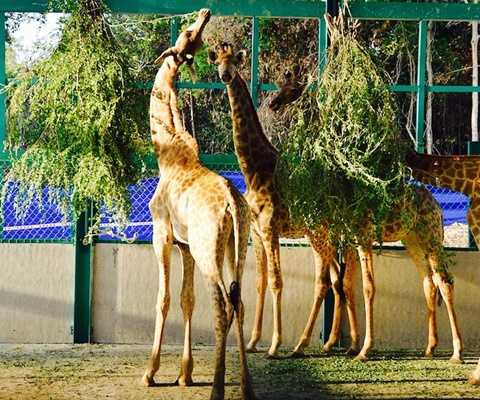 Hươu cao cổ Hươu cao cổ