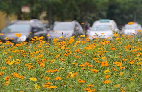 Đường Trần Duy Hưng cùng với đường Nguyễn Chí Thanh, được khánh hoàn thiện và đưa vào hoạt động trên 10 năm qua, được coi là tuyến đường đẹp nhất, hiện đại nhất thủ đô thời điểm đó. Dải phân cách giữa tuyến đường là thảm cỏ rộng, được trang trí vườn hoa, cây cảnh.