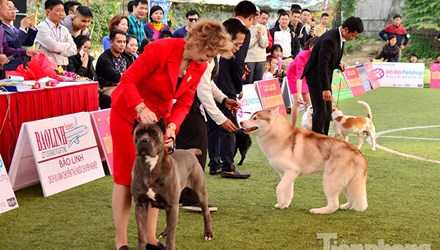 Anh Hoàng Mộc Cương (33 tuổi, trưởng BTC cuộc thi) cho biết: Trong hai ngày diễn ra, cuộc thi đã thu hút khoảng 300 chú chó tham dự. Những chú chó này thuộc các giống chó khác nhau của Việt Nam và thế giới.