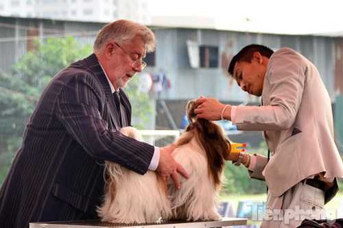 Theo BTC, chương trình diễn ra trong hai ngày với hai vị giám khảo (người Nga và người Philippines) chấm điểm độc lập để đảm bảo khách quan. Mỗi ngày, các chú chó dự thi sẽ tham gia những nội dung khác nhau nhằm đánh giá về phẩm chất, hình dáng, tinh thần, khả năng hòa đồng, khả năng tập tuyện... Và mỗi ngày giải Best in Show sẽ thuộc về những chú chó khác nhau. 