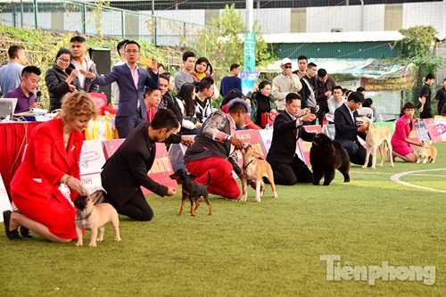 Mỗi phần thi là sự cạnh tranh của nhiều chú chó.