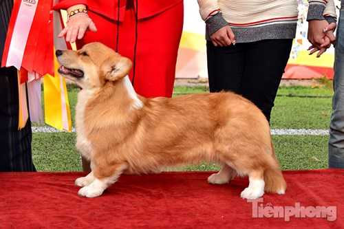 Một chú chó thuộc giống Corgi - một trong những giống chó quý tộc.