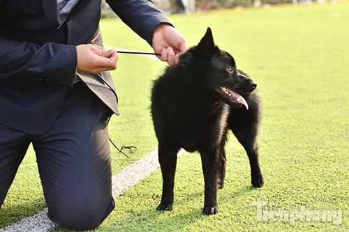 Chú chó này đoạt giải Best in Show ngày 19/12. Tuy nhiên, trong buổi thi ngày 20/12, chú chỉ về thứ 2.