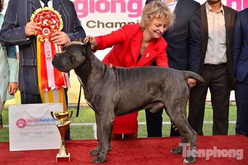 Giải Best in Show ngày 20/12 thuộc về chú chó có tên Hummer giống Cane Corso. Năm nay Hummer hơn 2 tuổi, cân nặng 50kg. Anh Bùi Trung Kiên (30 Tuổi, Hưng Yên) chủ nhân chú chó cho biết, Hummer được nhập về lúc còn nhỏ và đây là giống chó thường xuyên đoạt giải trong các cuộc thi thế giới.