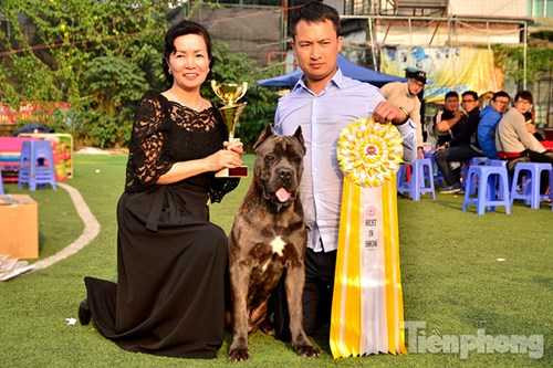 Anh Kiên mua chú chó Hummer khi chú mới khoảng 4 tháng tuổi với giá 5.000 USD. Hiện tại gia đình anh Kiên chỉ bán những chú chó con với giá 25 triệu đồng/con nhỏ và cũng không có ý định bán chú chó Hummer này