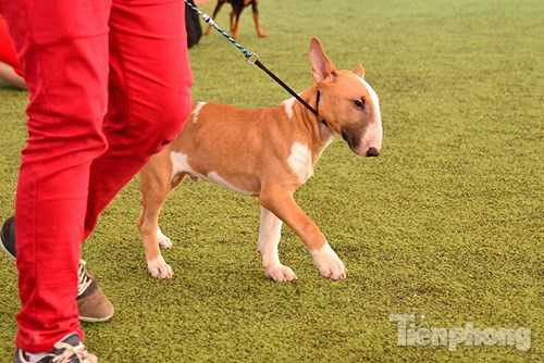  Thang điểm được chấm dựa trên tiêu chuẩn được đưa ra bởi Hiệp hội những người nuôi chó giống Việt Nam và Hiệp hội chó giống thế g