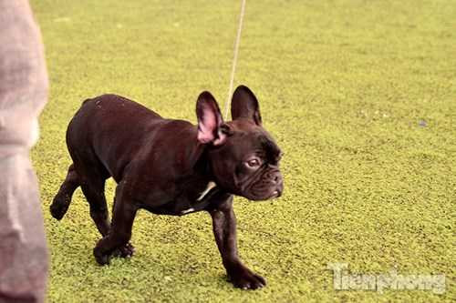 Giám khảo căn cứ vào các tiêu chí đó để lựa chọn chú chó đoạt giải.