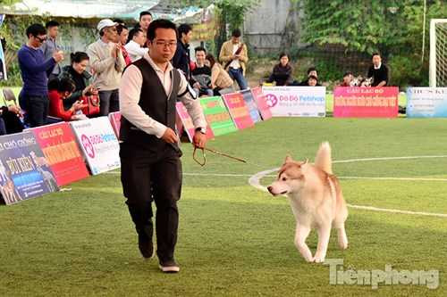 Các chú chó sau khi kiểm tra xong sẽ trình diễn phần thi của mình bằng cách di chuyển xung quanh sân.