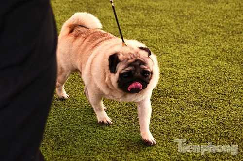 Trong cuộc thi có nhiều chú chó bị loại do mắc lỗi hoặc không đạt tiêu chuẩn như thiếu răng, chân yếu,…