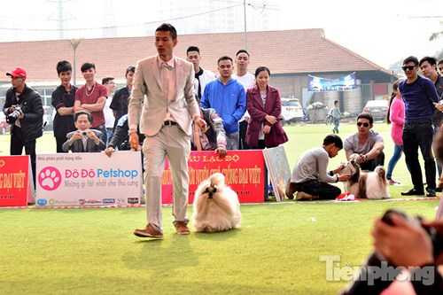 Một chú chó khá độc đáo với bộ lông dài và phần lông trên đầu được buộc lại rất điệu đà.