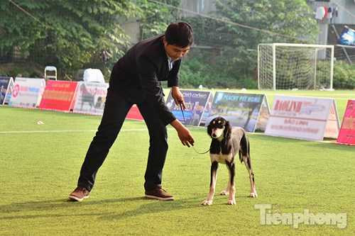 Ảnh: Hàng trăm chú chó quý tộc giá trăm triệu hội tụ tại cuộc thi chó
