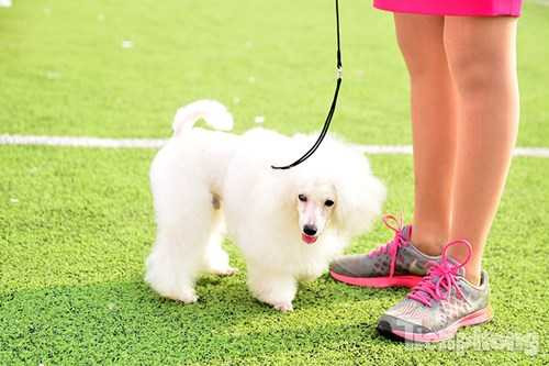 Một chú chó dễ thương được mang đến cuộc thi