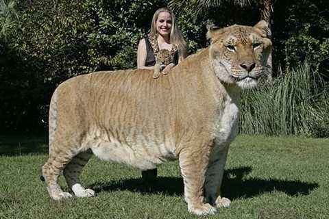 Và Liger Và Liger