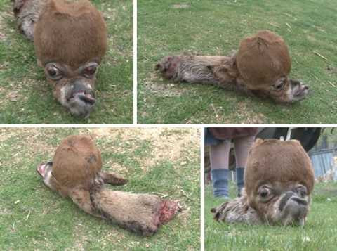 Quái vật ngựa lai tạp này có thể gây sợ hãi nhanh chóng Quái vật ngựa lai tạp này có thể gây sợ hãi nhanh chóng