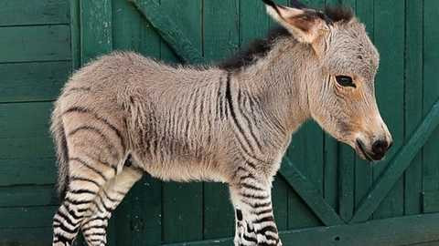 Đây là một còn ngựa lai lừa - ZOnkey Đây là một còn ngựa lai lừa - ZOnkey