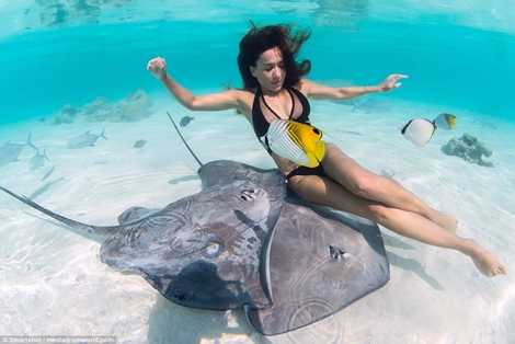 Hai con cá đuối gai bơi quanh người mẫu Hai con cá đuối gai bơi quanh người mẫu