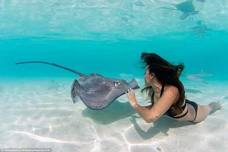 Chiếc gai của loài cá đuối này chứa chất độc có thể khiến người trưởng thành tử vong Chiếc gai của loài cá đuối này chứa chất độc có thể khiến người trưởng thành tử vong