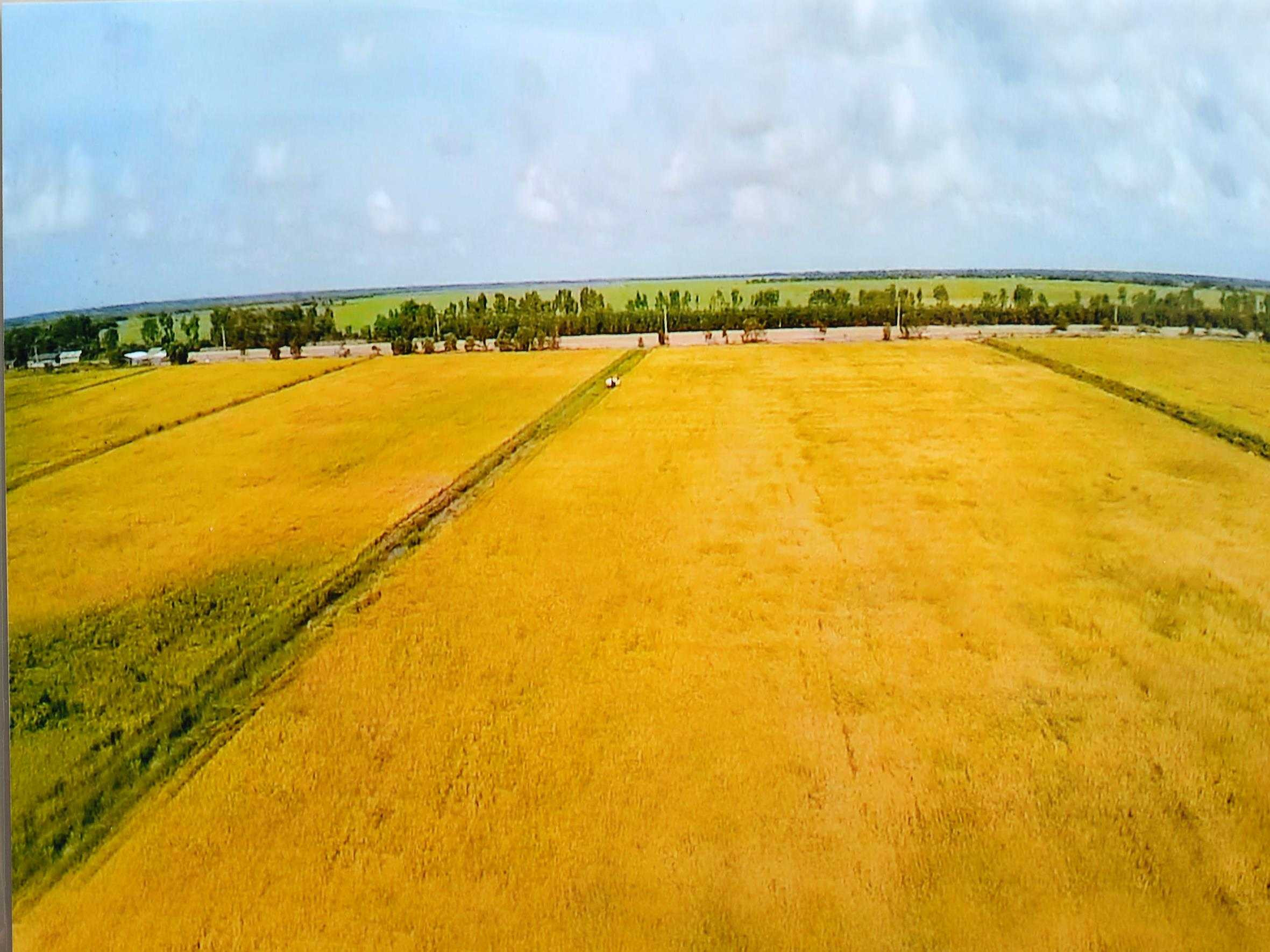 Cánh đồng mẫu lớn của Công ty Trung An