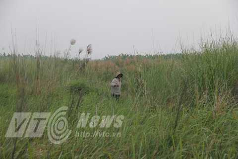 Một góc bãi bồi sông Hồng thuộc địa phận huyện Mê Linh