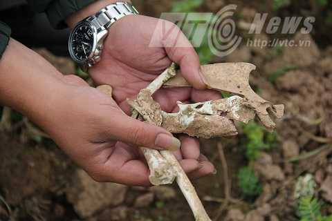 Những mảnh xương gà bị loài báo bí ẩn này ăn thịt và bỏ lại trong vườn ổi