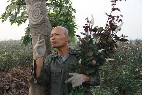 Ông Sáu bên thân cây chi chít những vết cào của loài báo kỳ lạ này