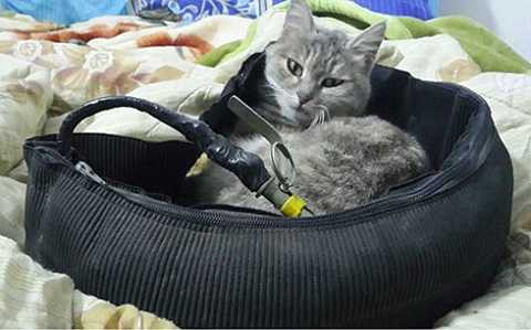 Ảnh của chiến binh IS chụp con mèo của y cuộn tròn bên trong đai bom