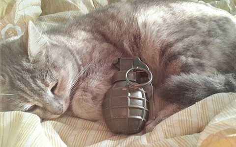 Con mèo của chiến binh IS Omar bên trái lựu đạn